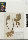 Foto von Salix glandulifera Flod. x Salix lanata L.